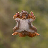 Jumping squirrels